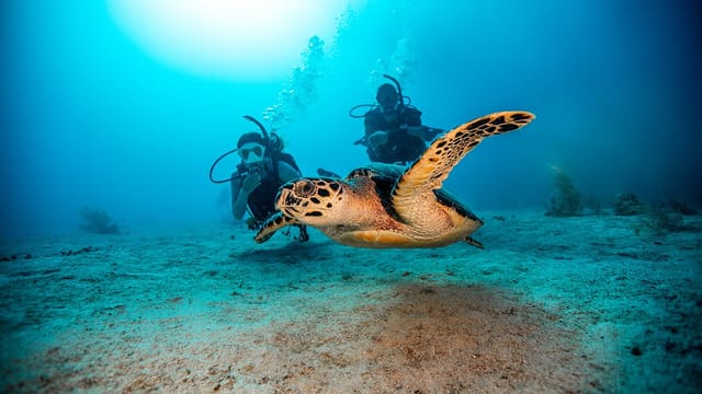 Discover Scuba diver with a sea turtle in Boracay