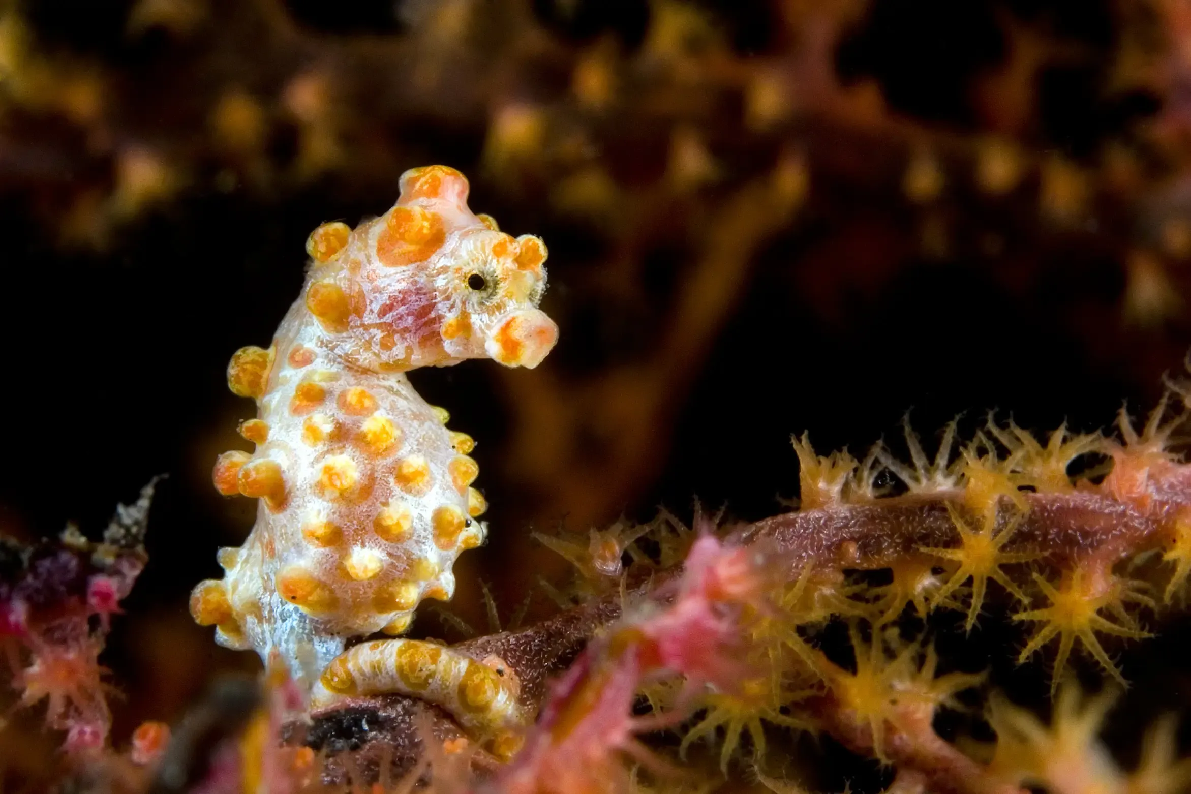 pygmy seahorse philippines