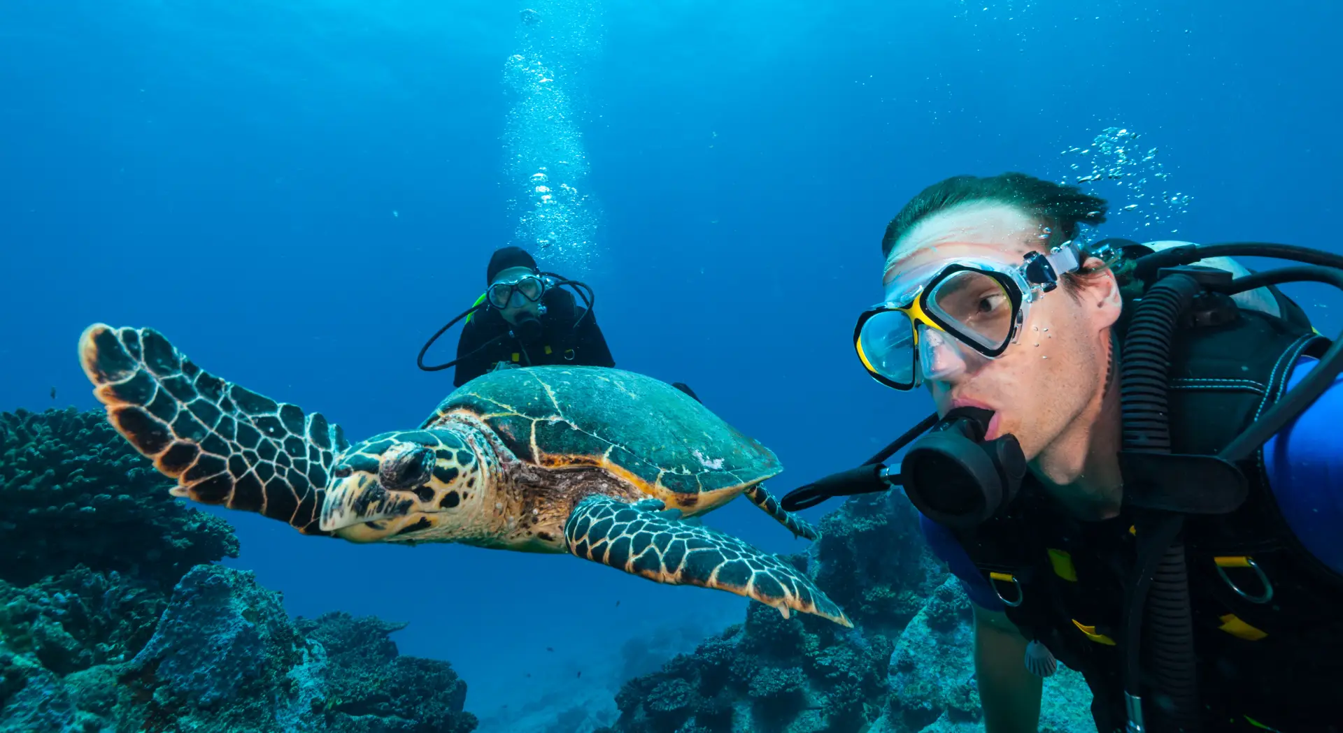 Turtles in Boracay