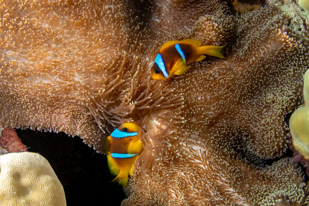 Clown Fish Boracay