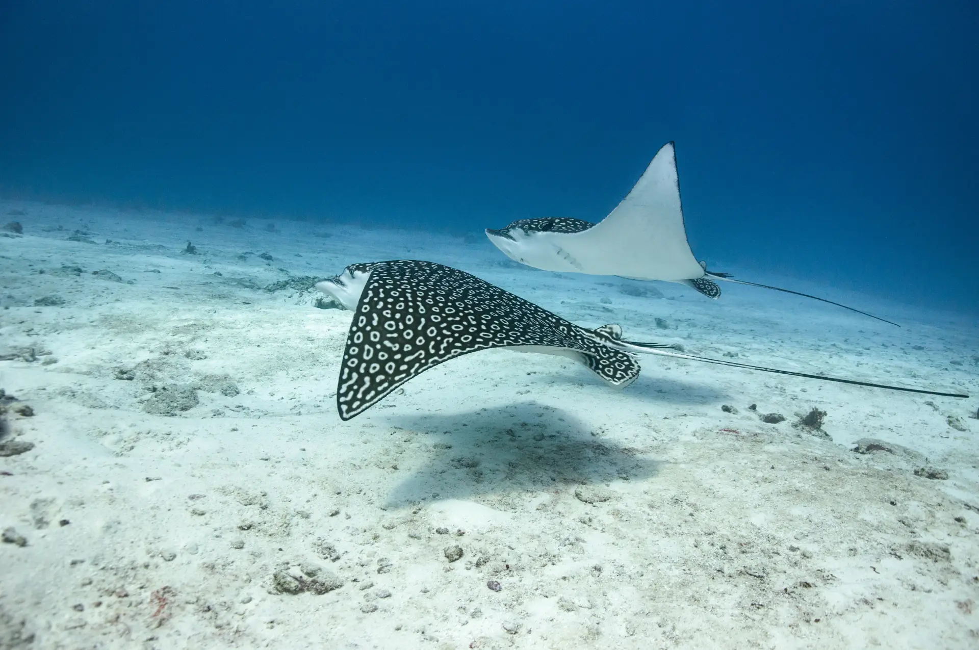 Eagle Rays in Boracay