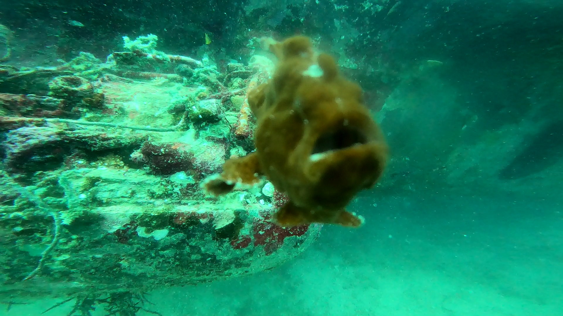 Frog Fish Boracay