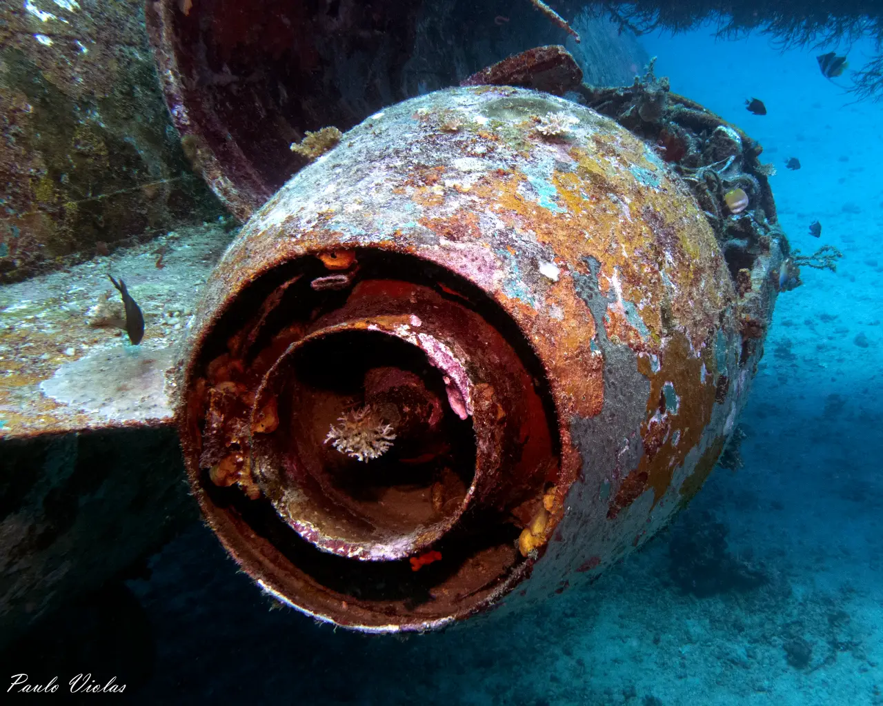 Tribird Engine