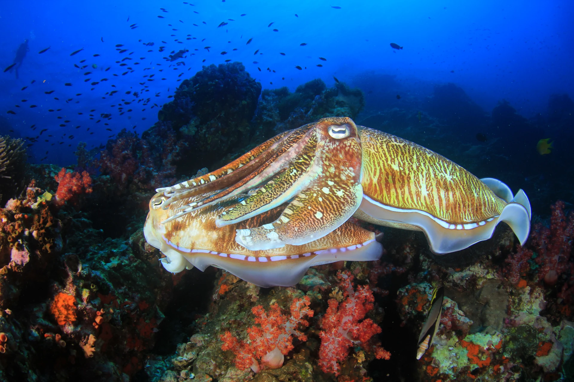 Cuttlefish