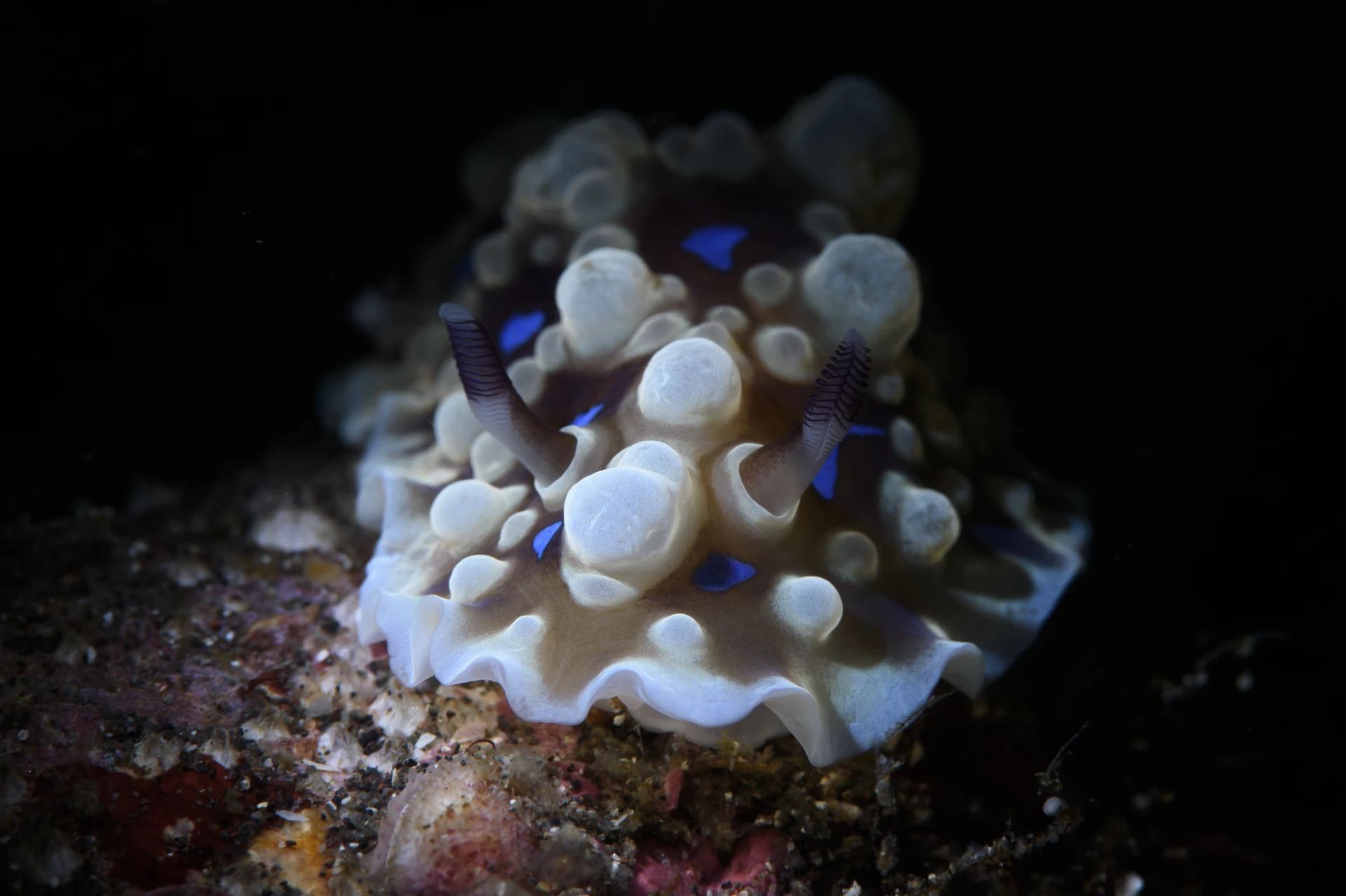 Lacy Nudibranch