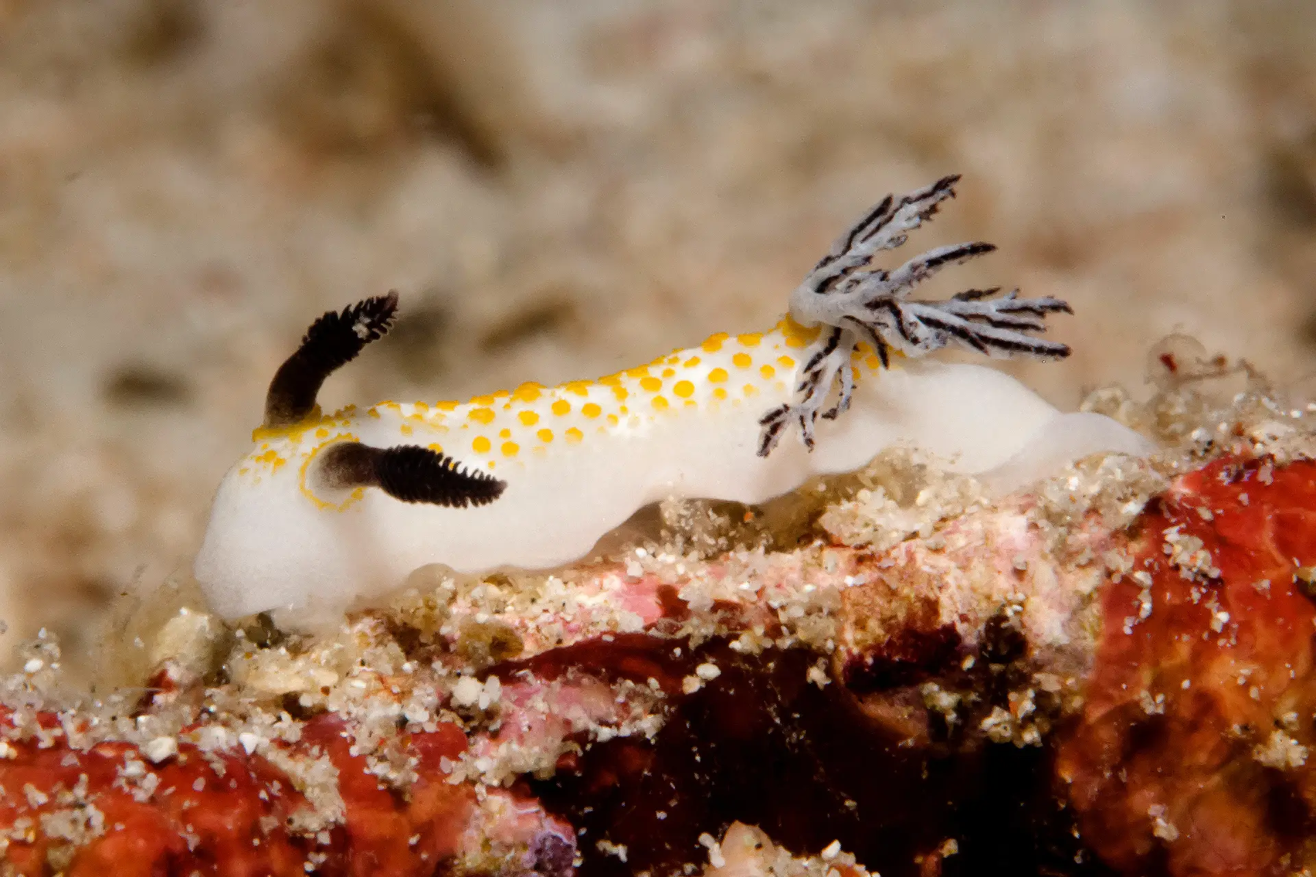 Leopard Nudibranch