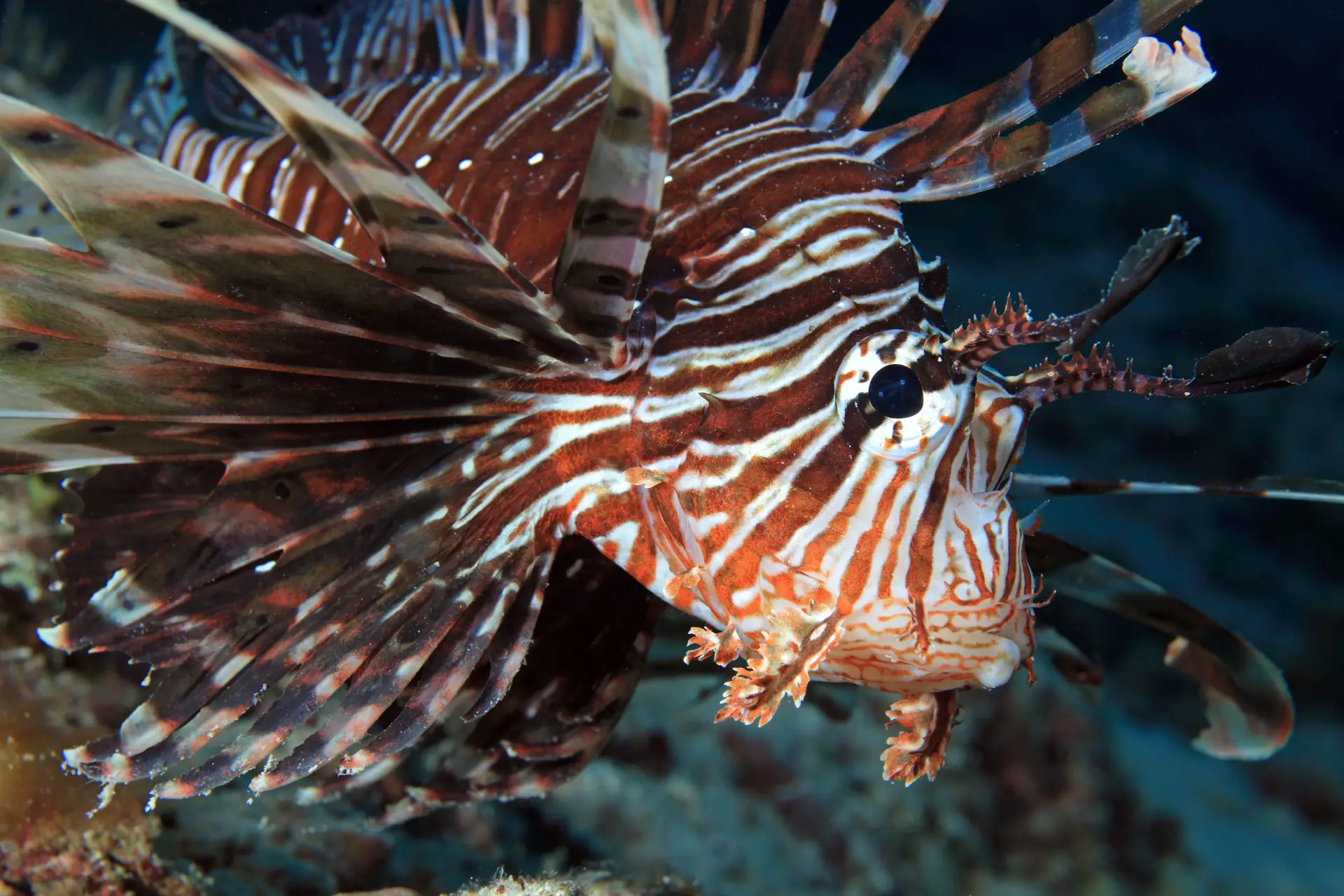 Lion Fish