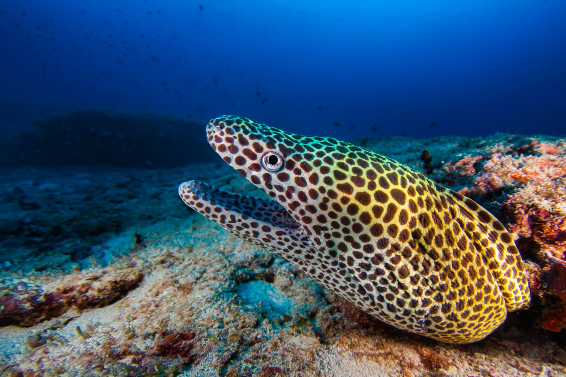 Moray Eel