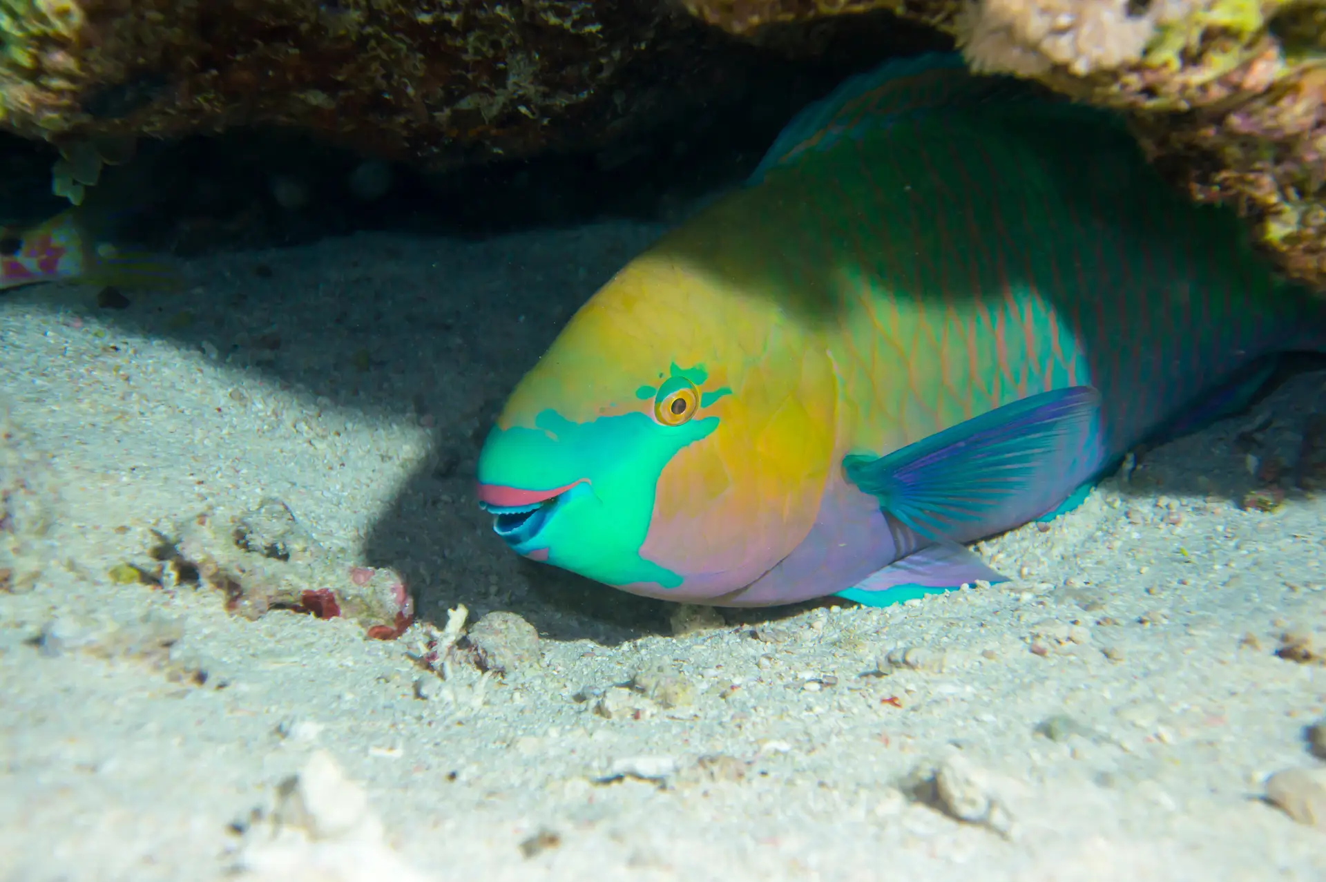 Parrot Fish Boracay