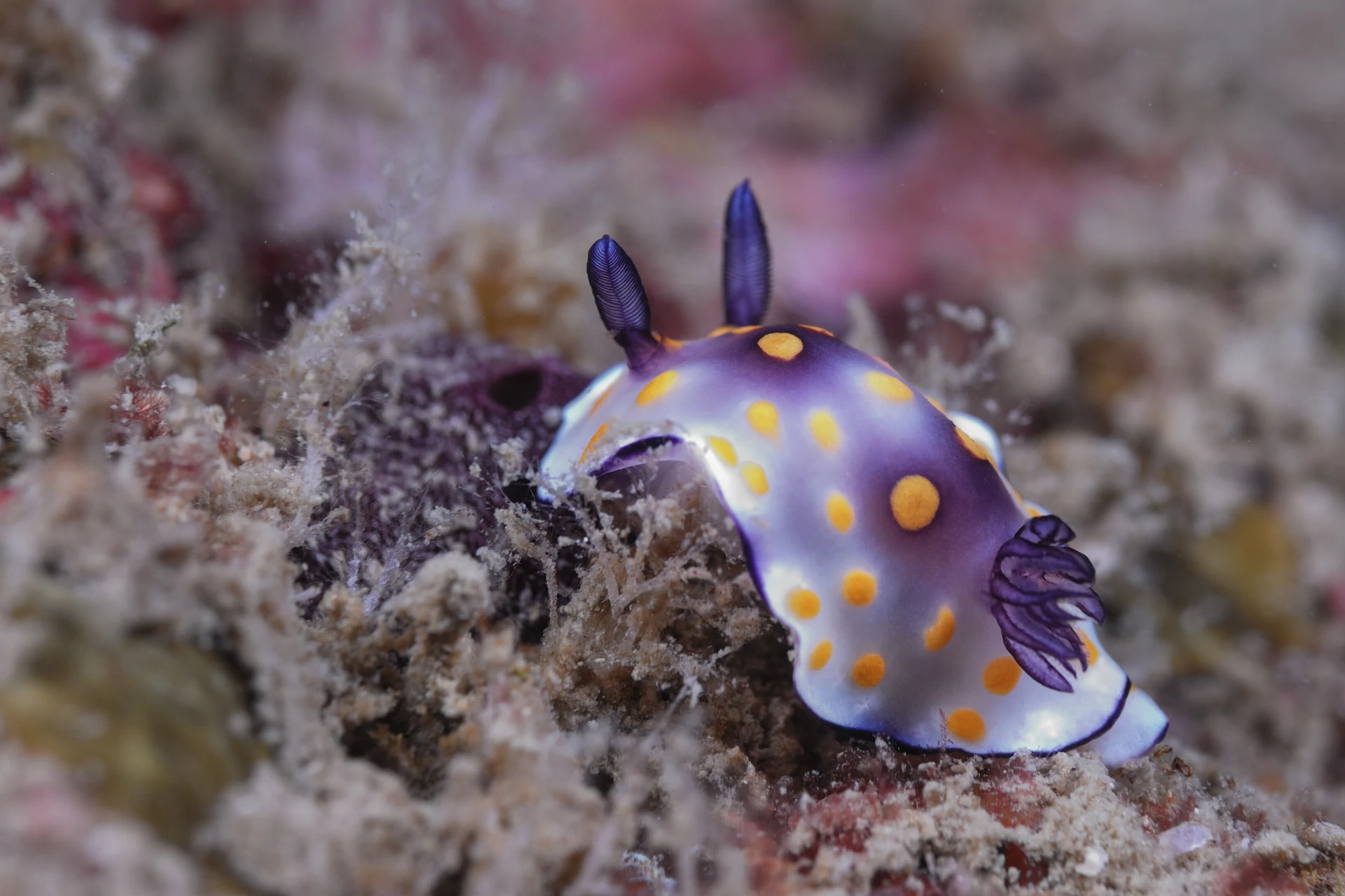 Nudibranch