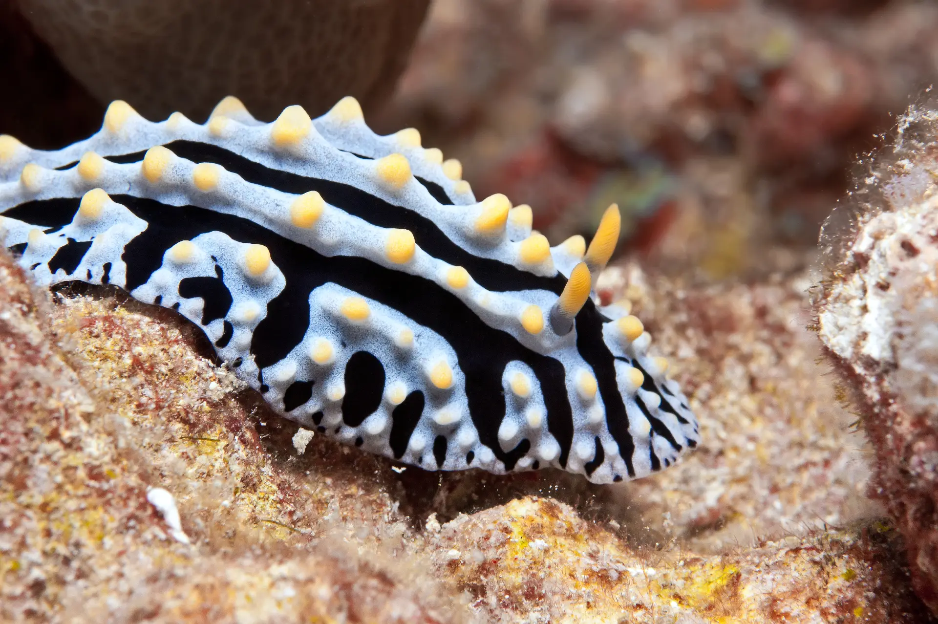 Scrambled Egg Nudibranch